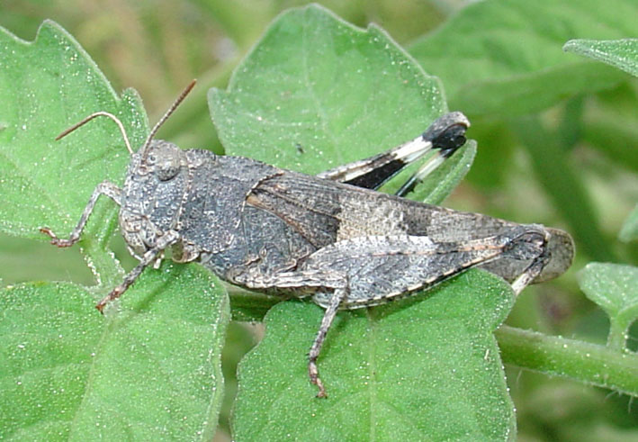 Oedipoda sp. (Orthoptera, Acrididae)